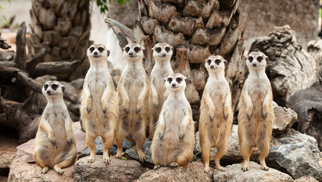 Portrait of meerkat family on the rock